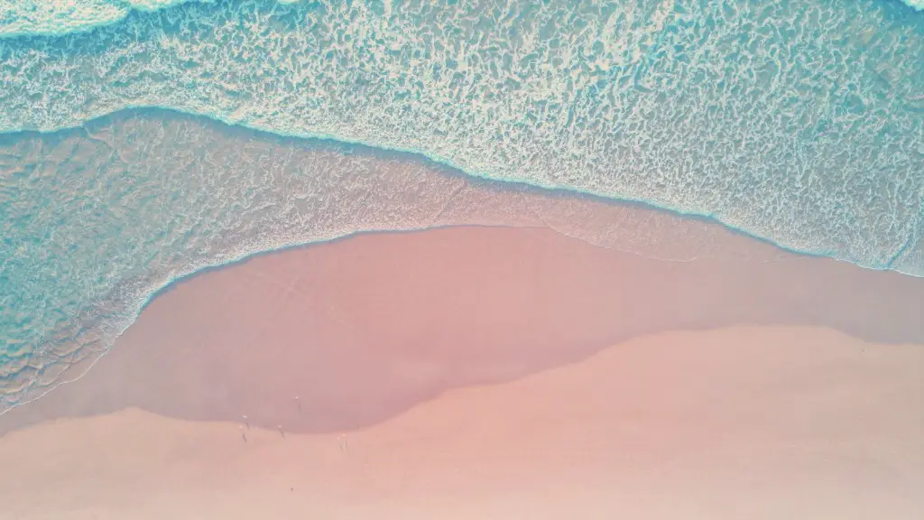 What sharks in red sea?