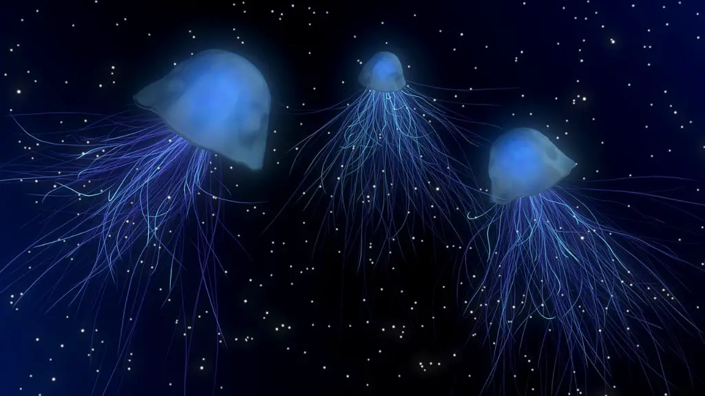 Which country has the longest red sea coastline?