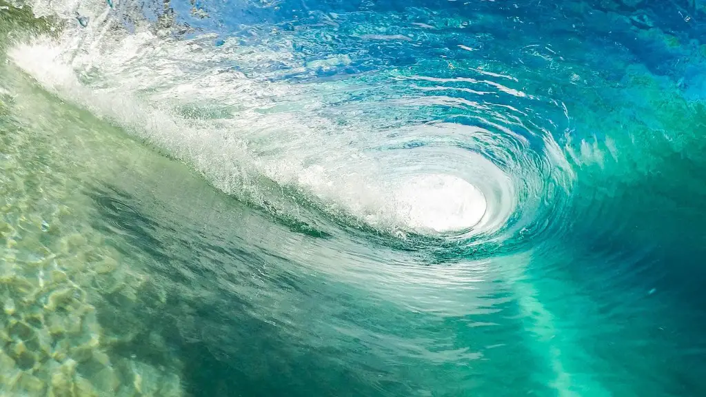 What sharks in red sea?