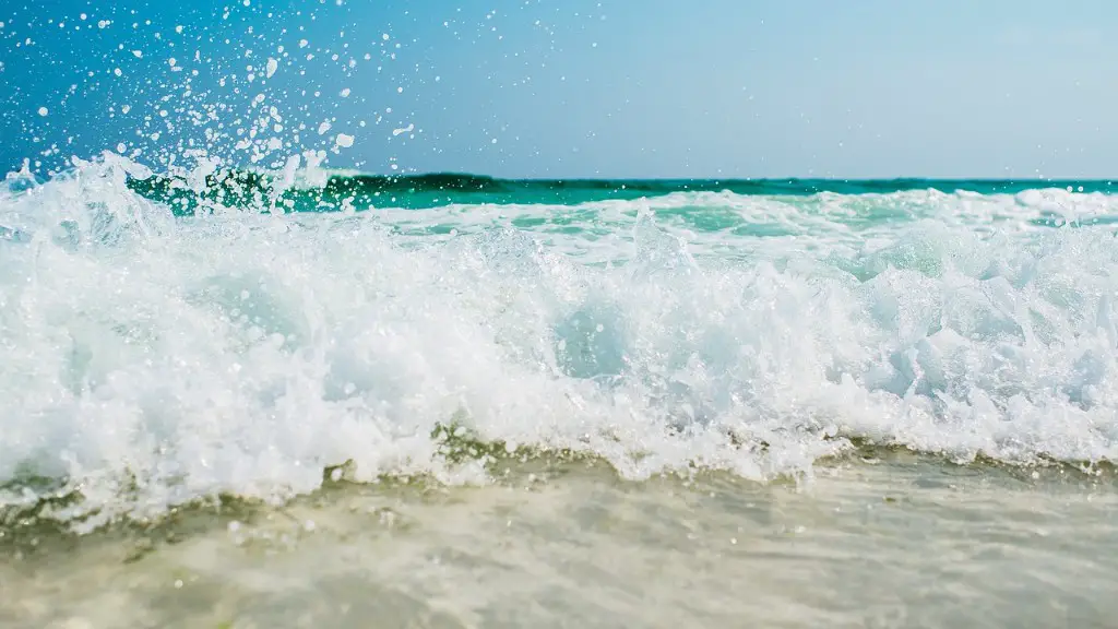 How long does a red sea urchin live?