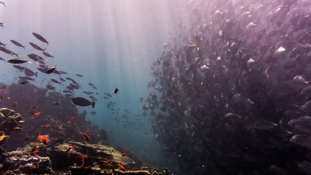 How big can a black sea bass get?