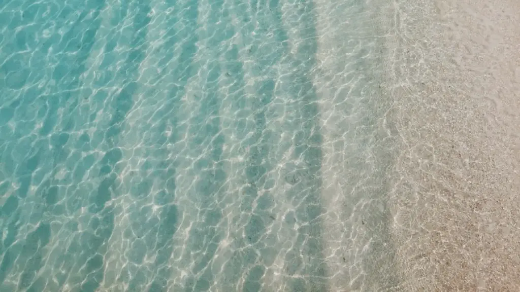 Are there great white sharks in the red sea?