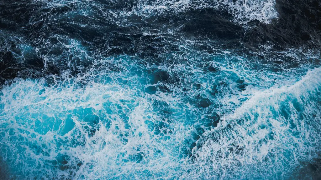What kind of sharks are in the red sea?
